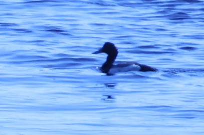Greater Scaup - ML620539577