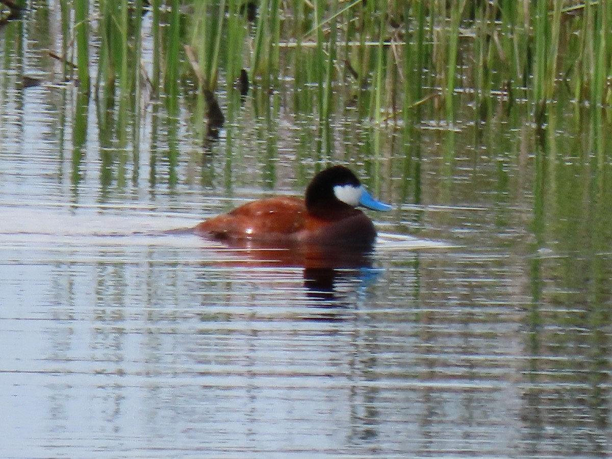 Ruddy Duck - ML620539578