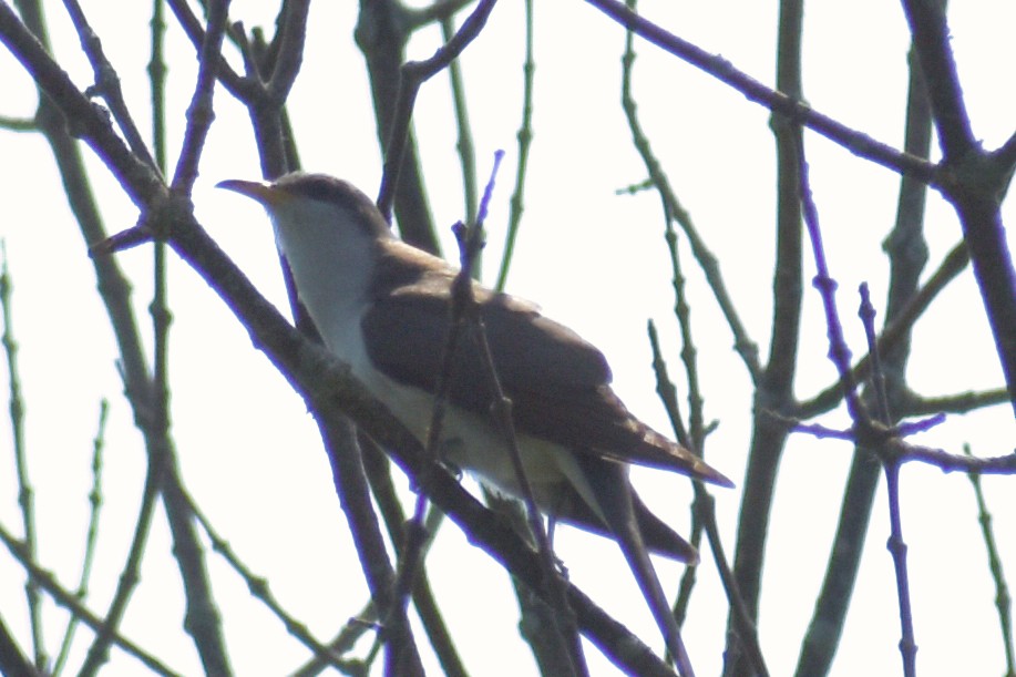 Yellow-billed Cuckoo - ML620539585