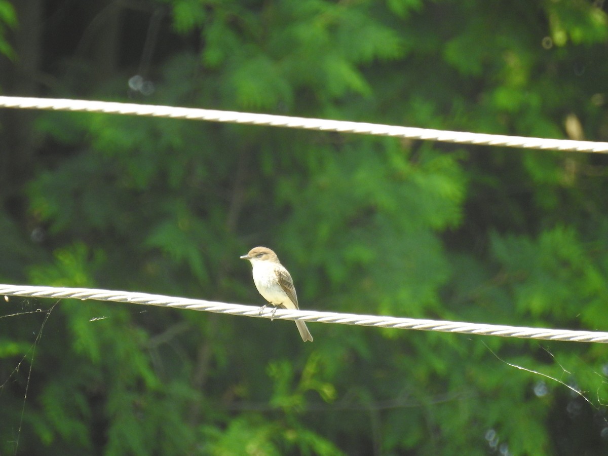 Eastern Phoebe - ML620539588