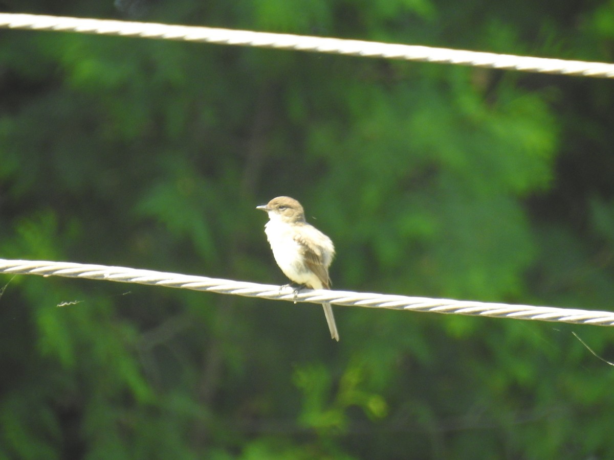 Eastern Phoebe - ML620539589