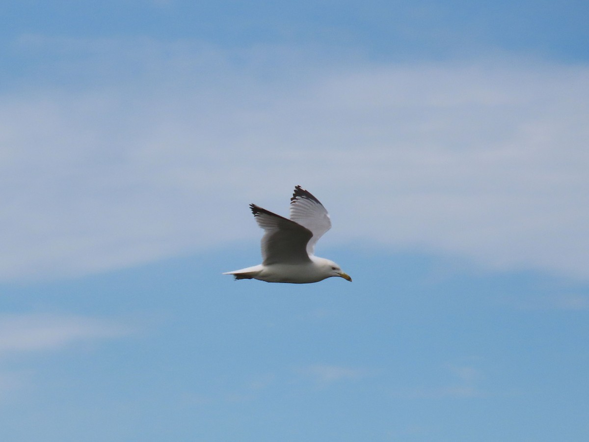 Ring-billed Gull - ML620539592