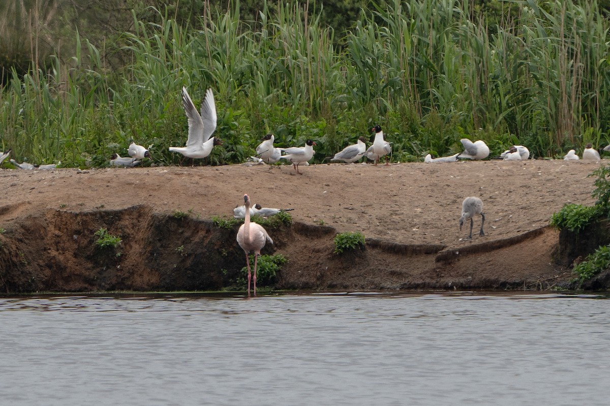 Greater Flamingo - ML620539594