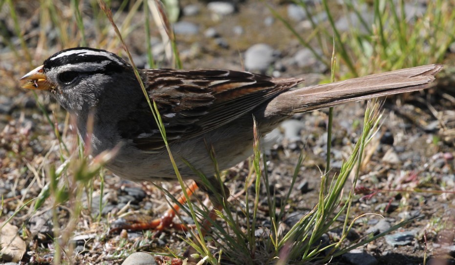 White-crowned Sparrow - ML620539596