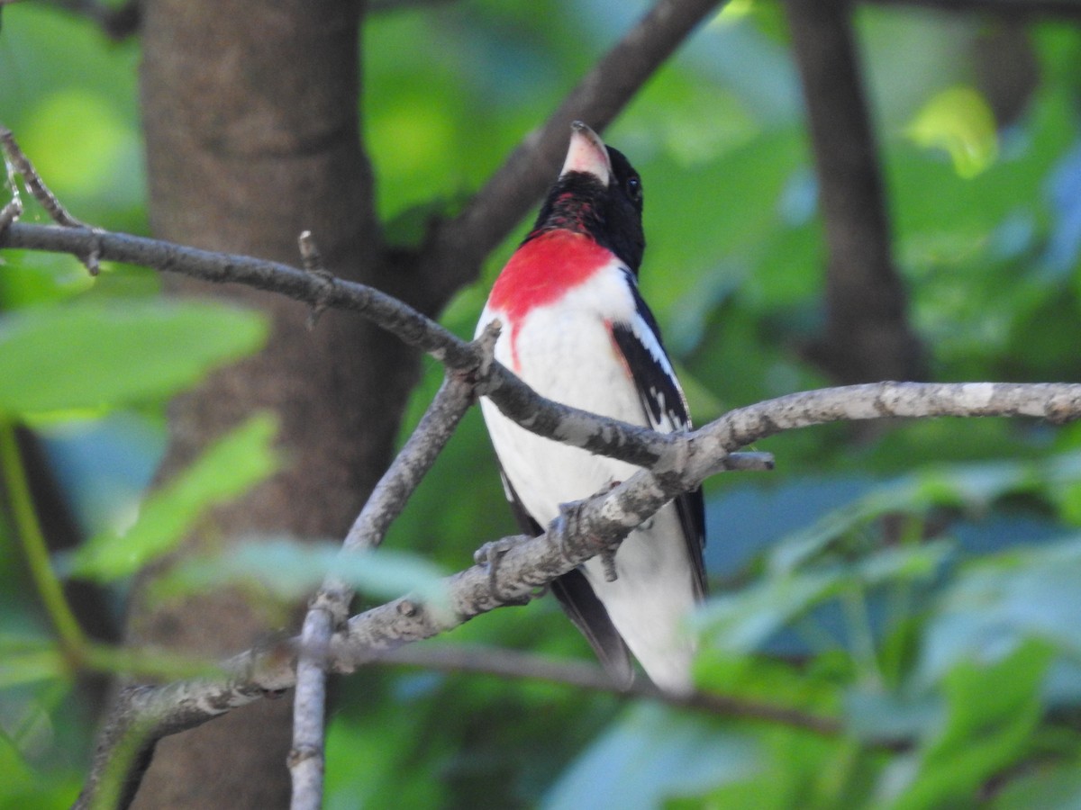 Rose-breasted Grosbeak - ML620539597