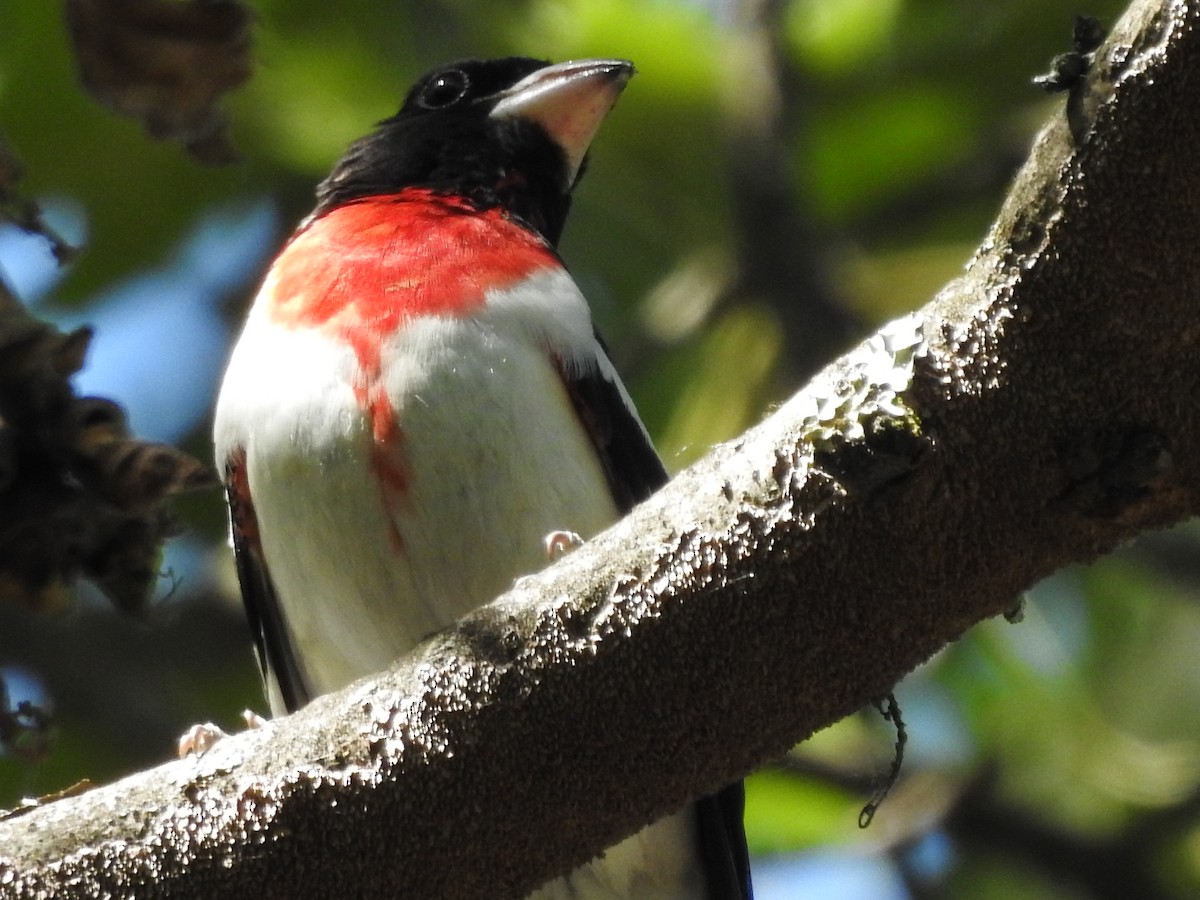 Rose-breasted Grosbeak - ML620539599