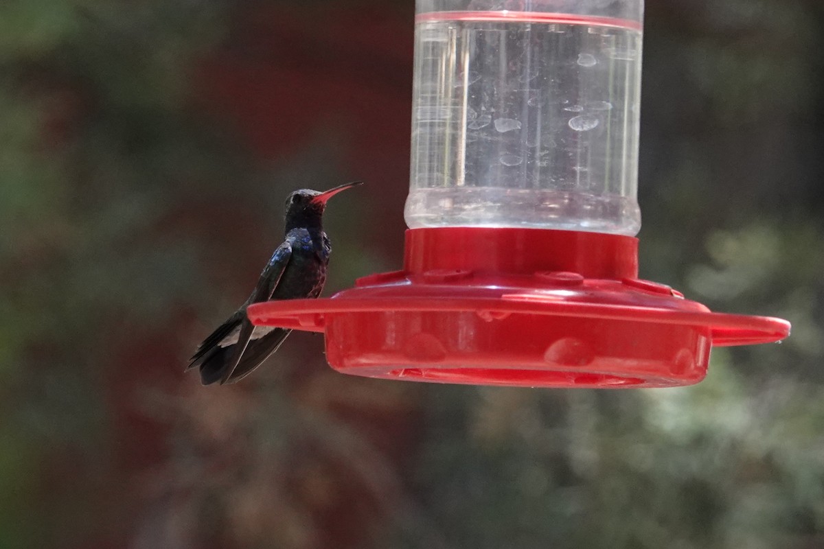 Broad-billed Hummingbird - ML620539600