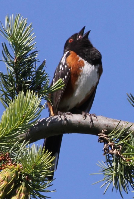Spotted Towhee - ML620539605