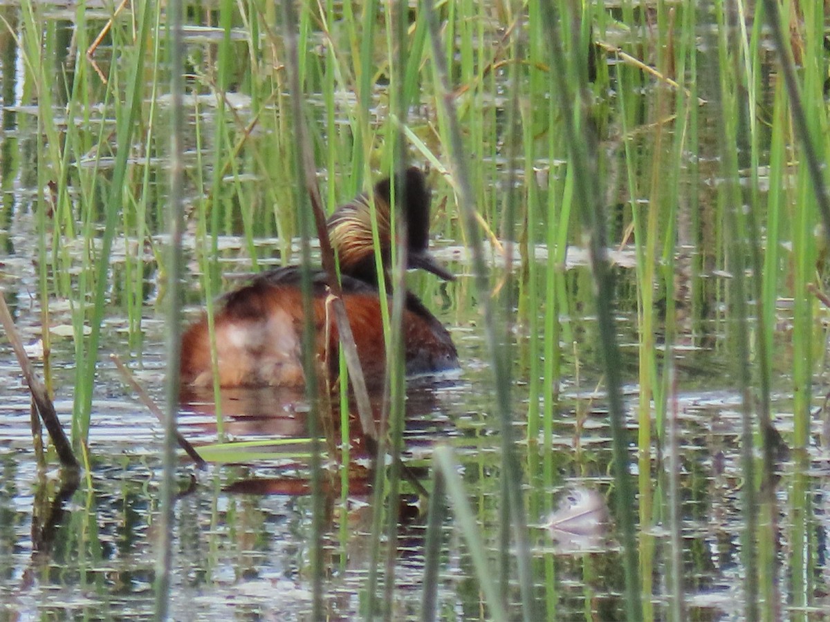 Eared Grebe - ML620539606