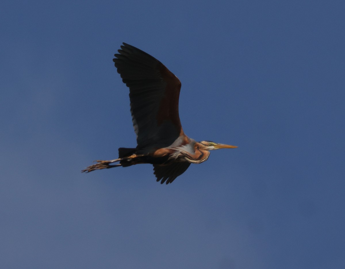 Purple Heron - ML620539607