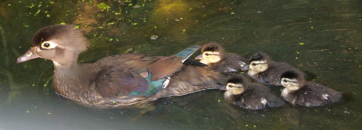 Wood Duck - ML620539614