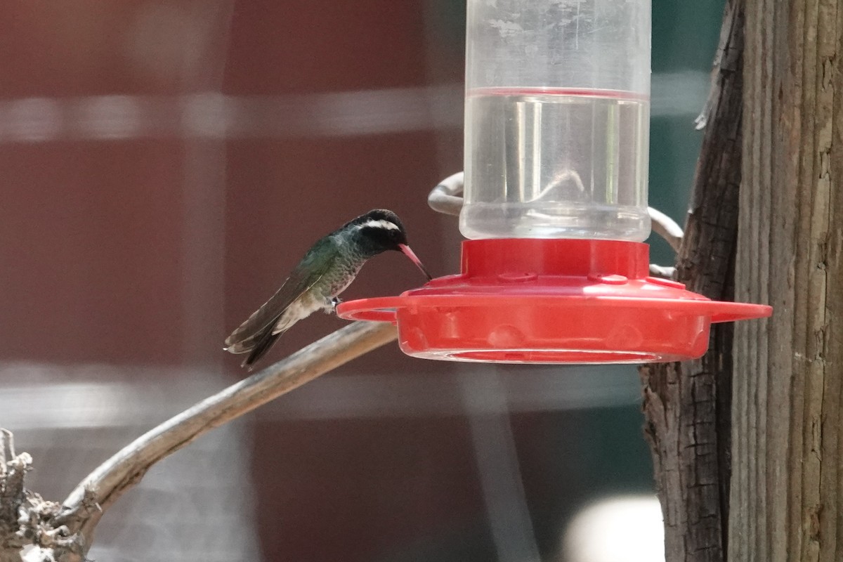 kolibřík bělouchý - ML620539616