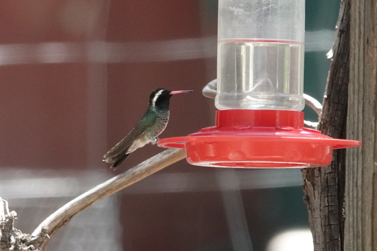kolibřík bělouchý - ML620539617