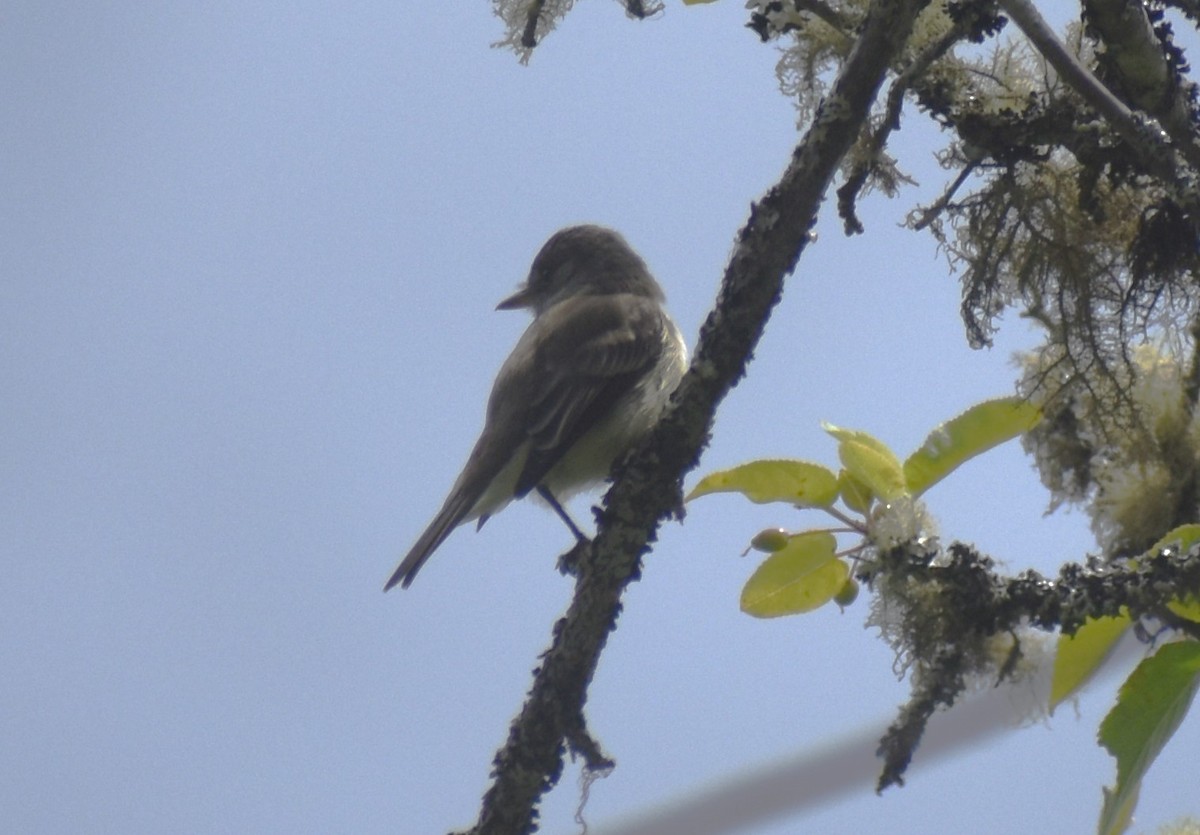 Willow Flycatcher - ML620539618