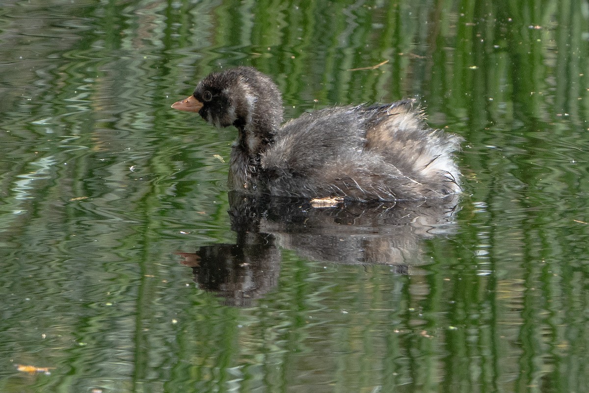 Little Grebe - ML620539619