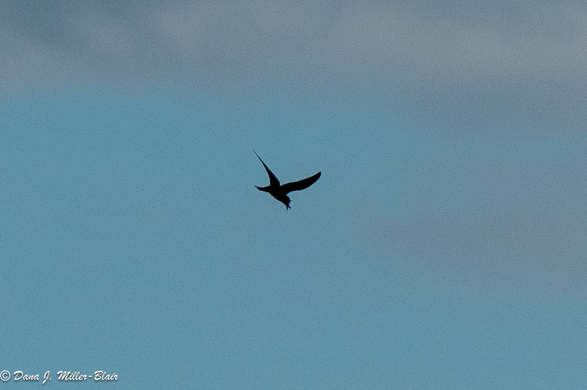 Black Tern - Dana Miller-Blair