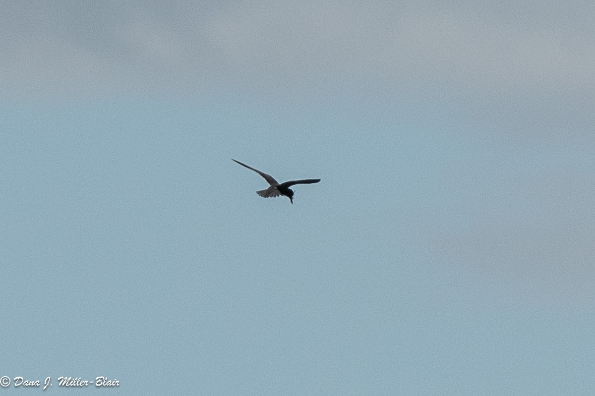 Black Tern - ML620539624