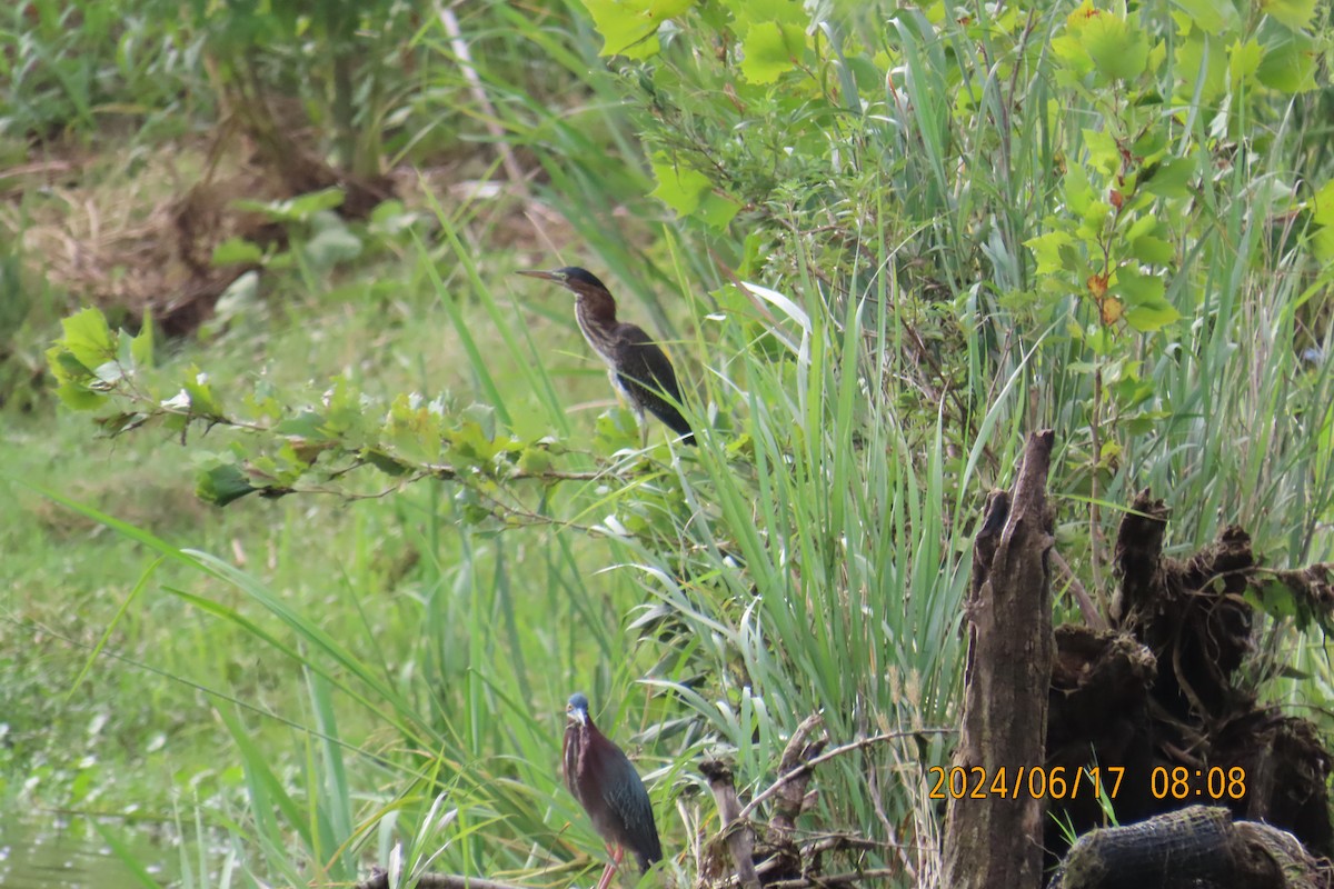 Green Heron - Lucy Flanagan