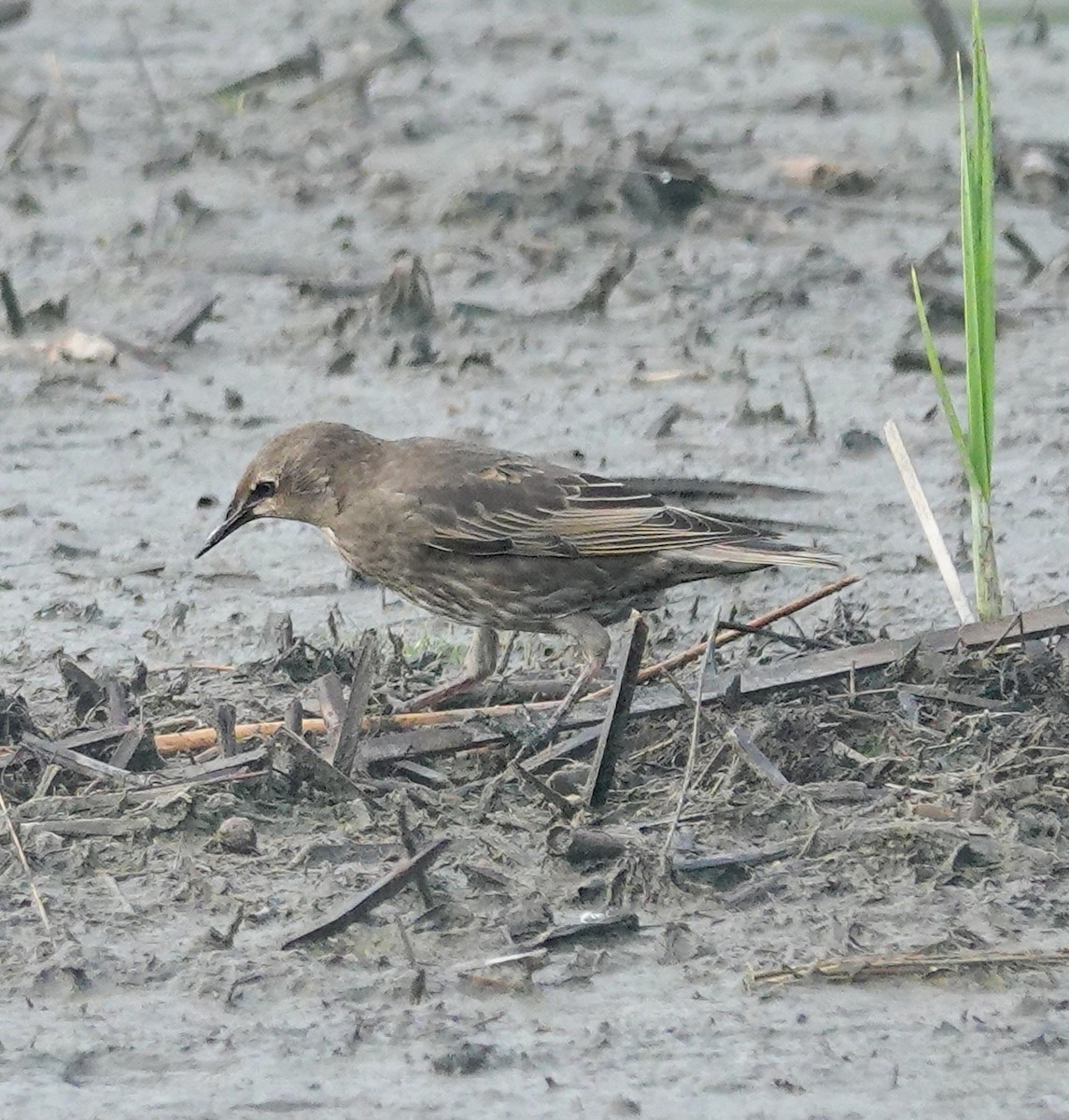 European Starling - ML620539634