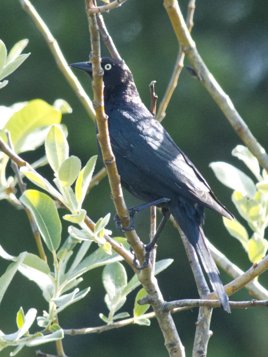 Brewer's Blackbird - ML620539635