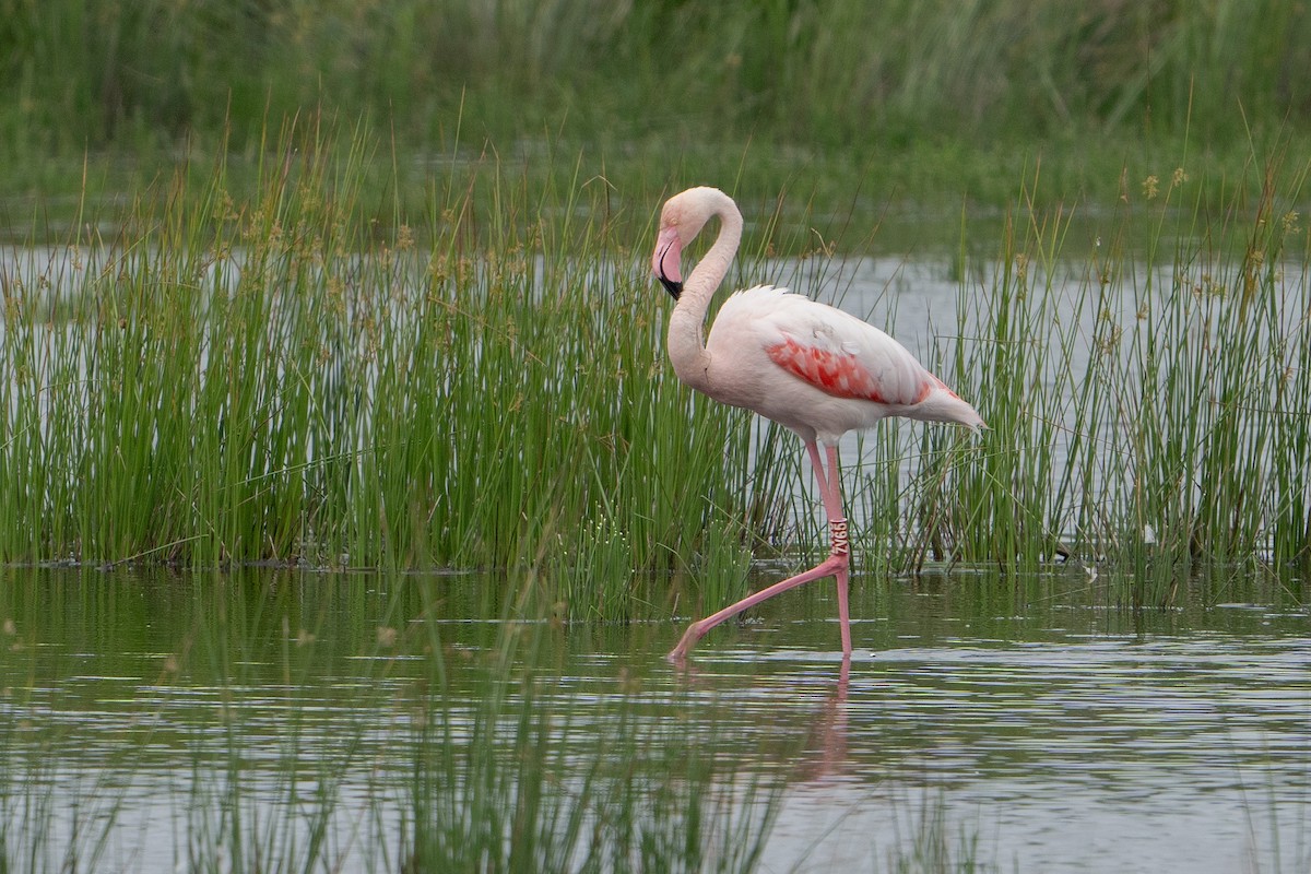 Greater Flamingo - ML620539636