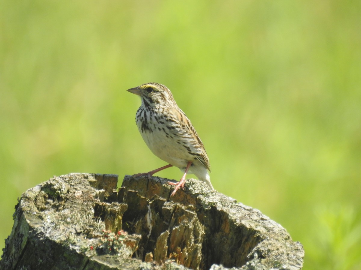 Savannah Sparrow - ML620539638