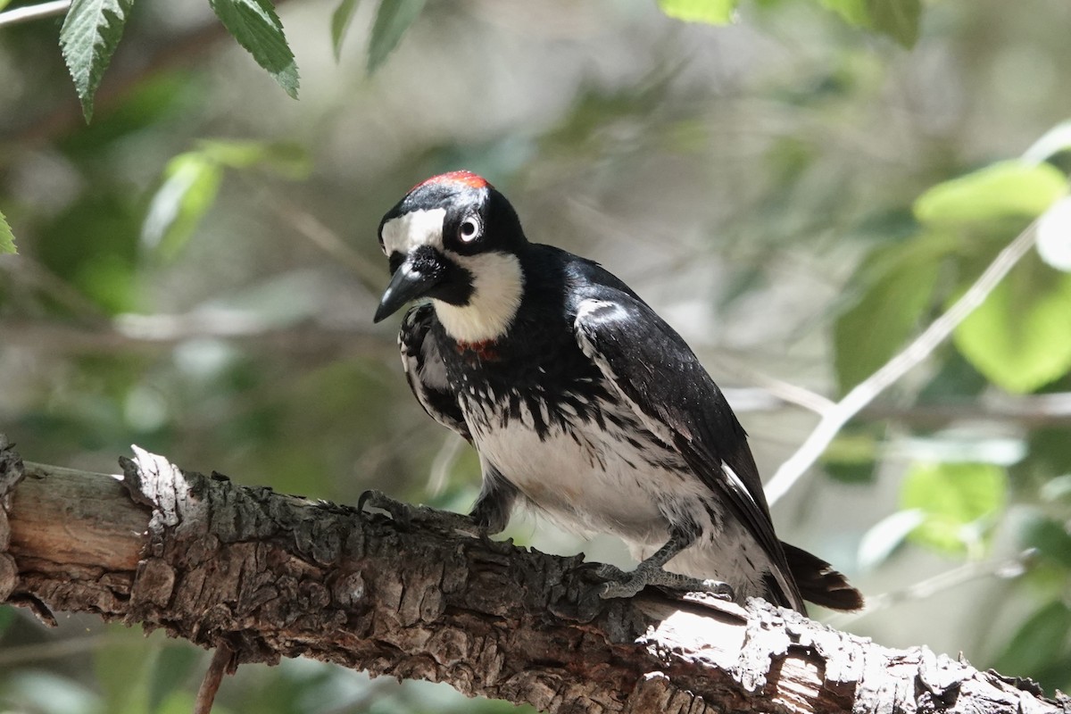 Acorn Woodpecker - ML620539640