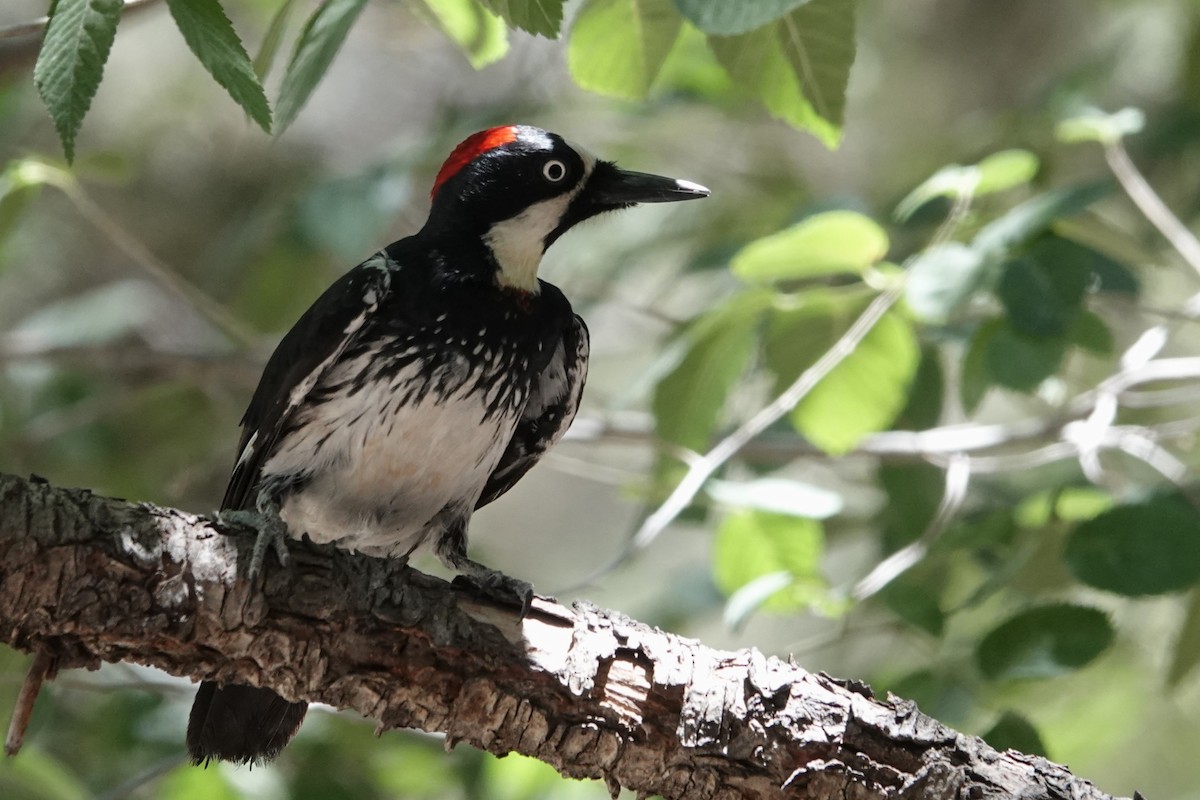 Acorn Woodpecker - ML620539641