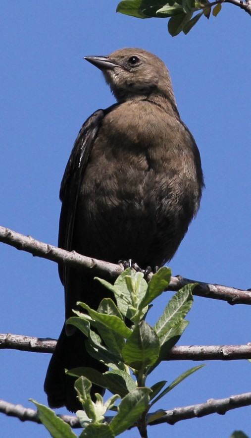 Brewer's Blackbird - ML620539642