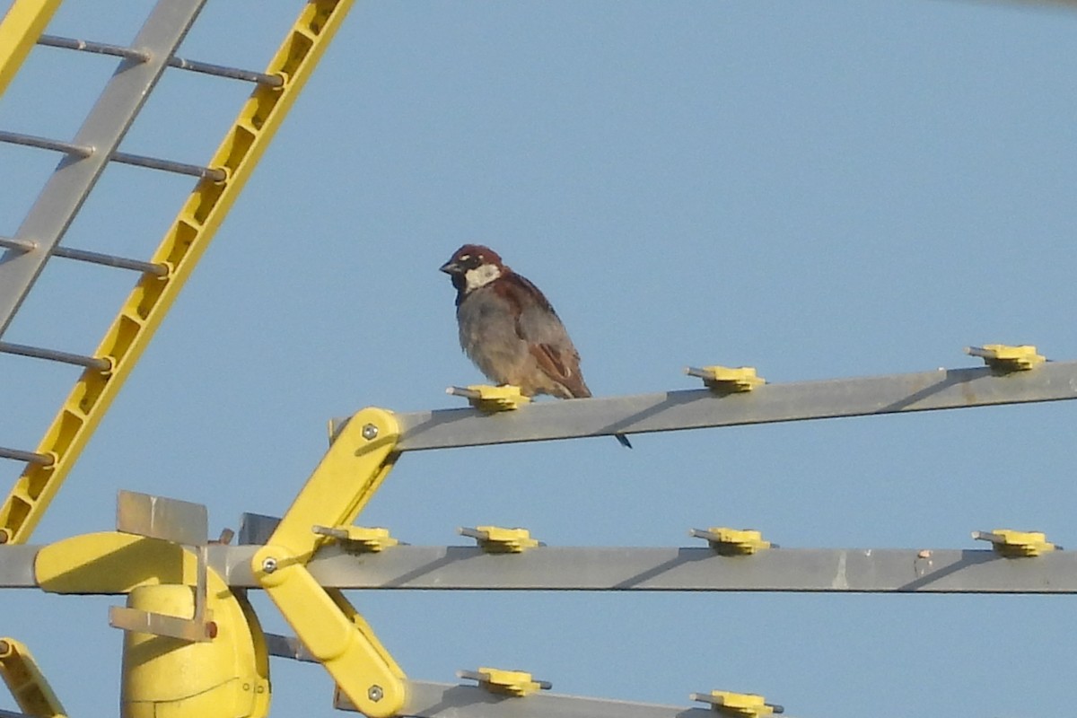 Italian Sparrow - ML620539645