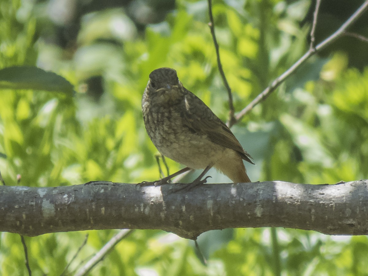 Common Redstart - ML620539648