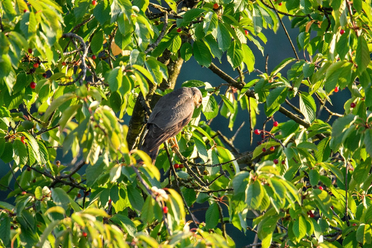 Eurasian Sparrowhawk - ML620539655