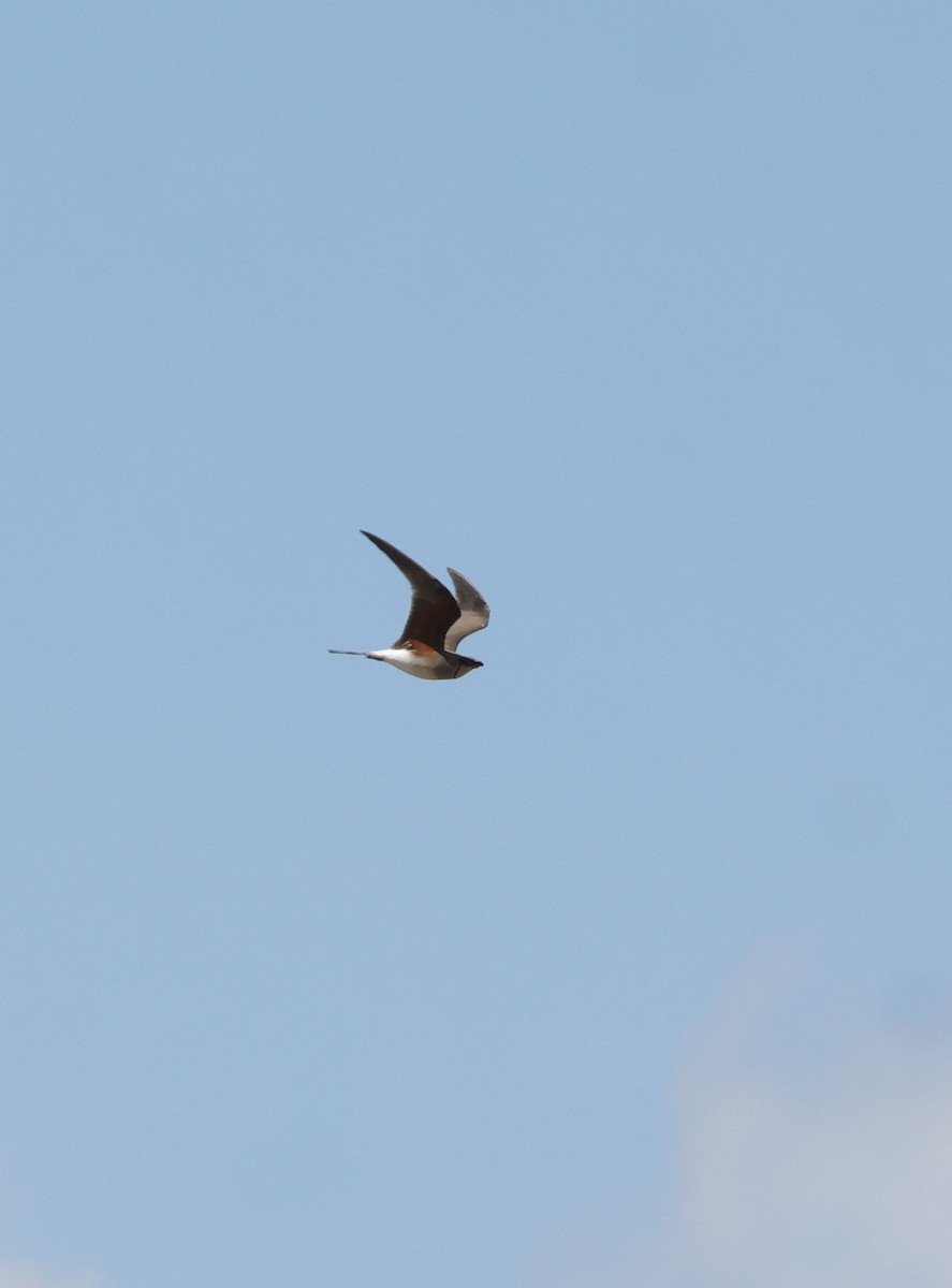 Collared Pratincole - ML620539662