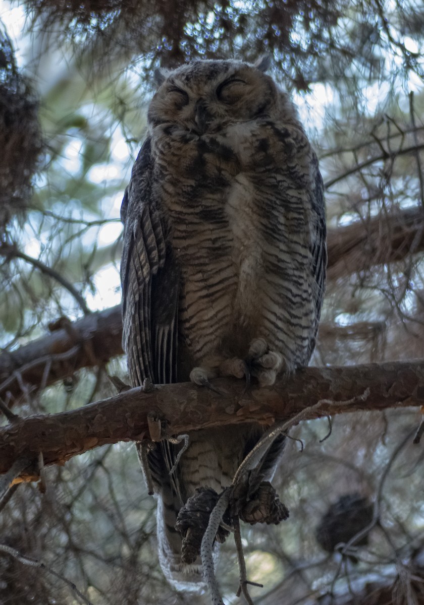 Great Horned Owl - ML620539671