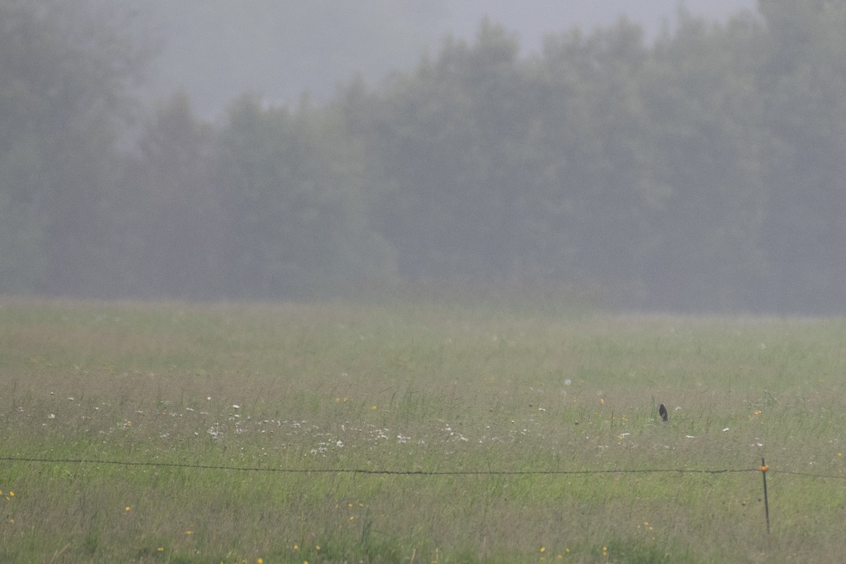 Bobolink - Rajan Rao