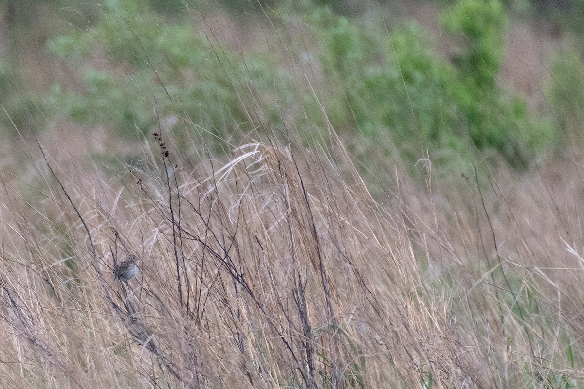 LeConte's Sparrow - ML620539685