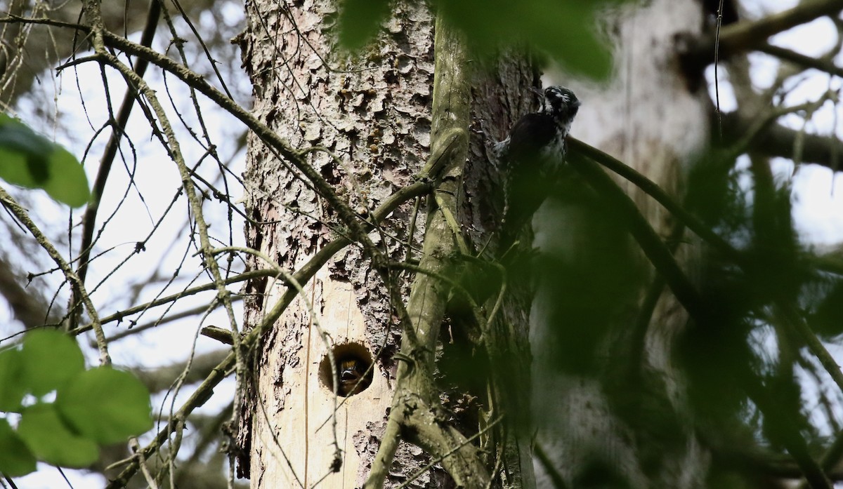 Eurasian Three-toed Woodpecker - Stefan Schauerte