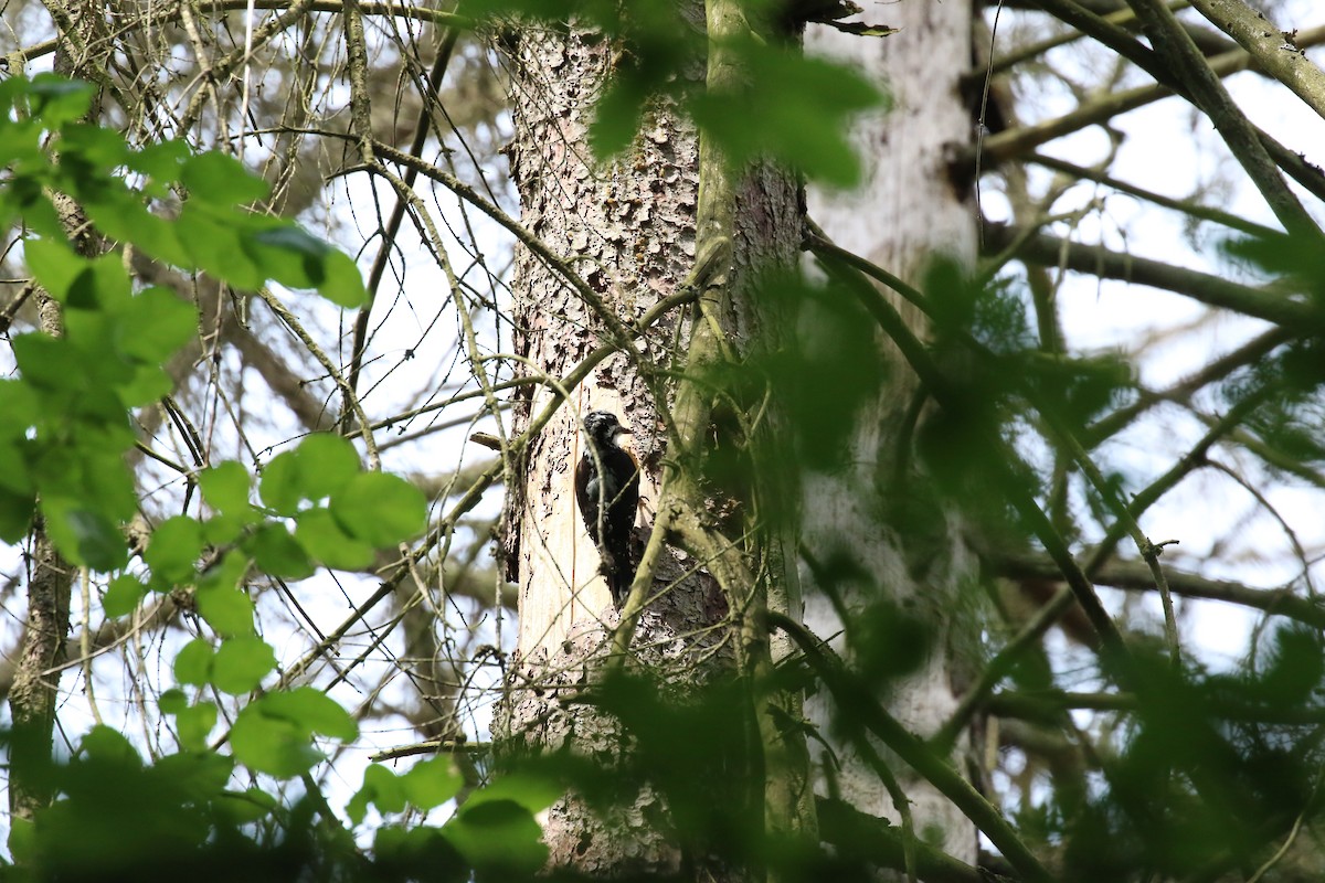 Eurasian Three-toed Woodpecker - ML620539691