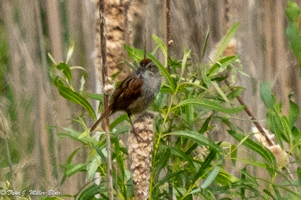 Swamp Sparrow - ML620539692