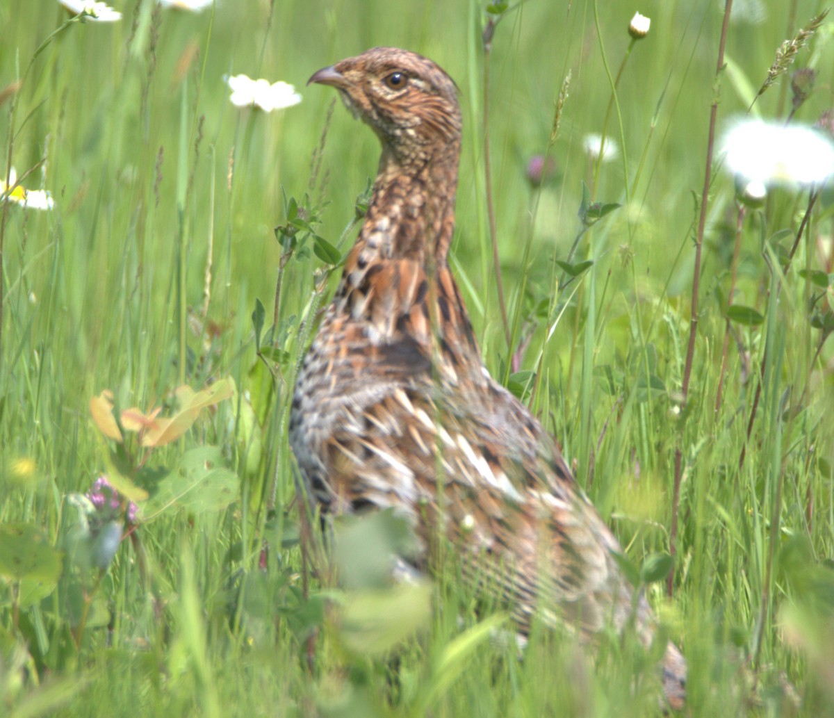 Ruffed Grouse - ML620539693