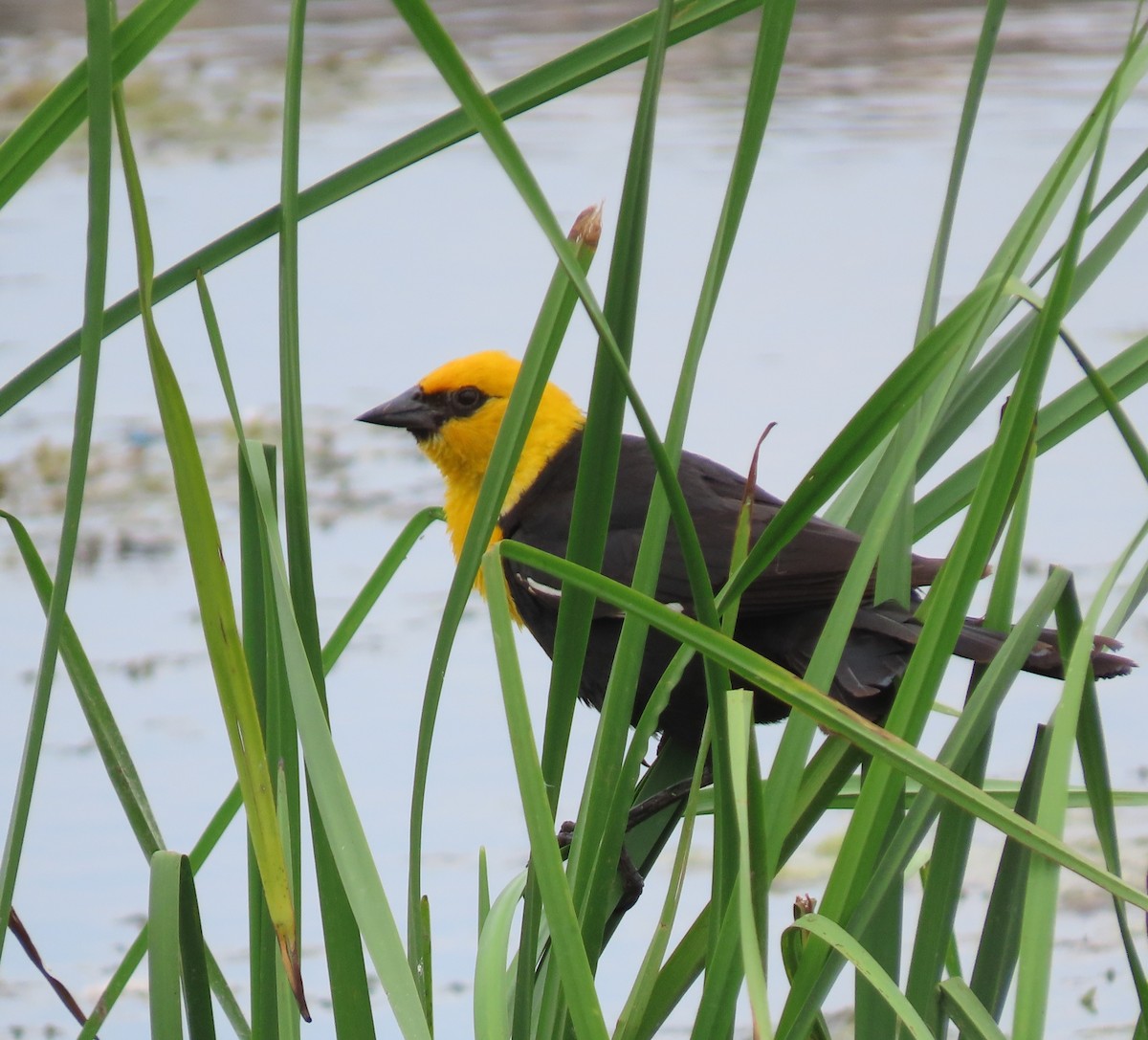 Yellow-headed Blackbird - ML620539700