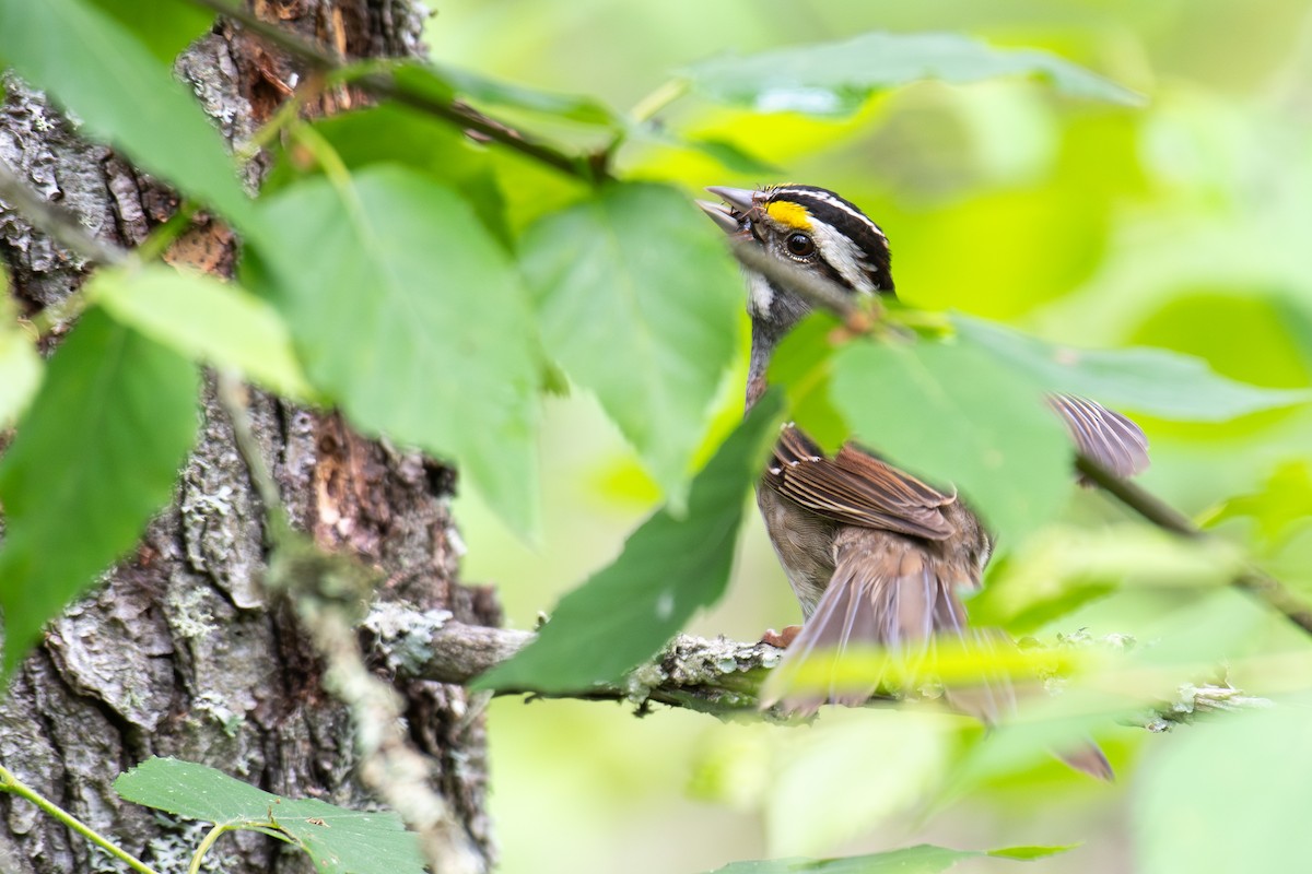 White-throated Sparrow - ML620539703