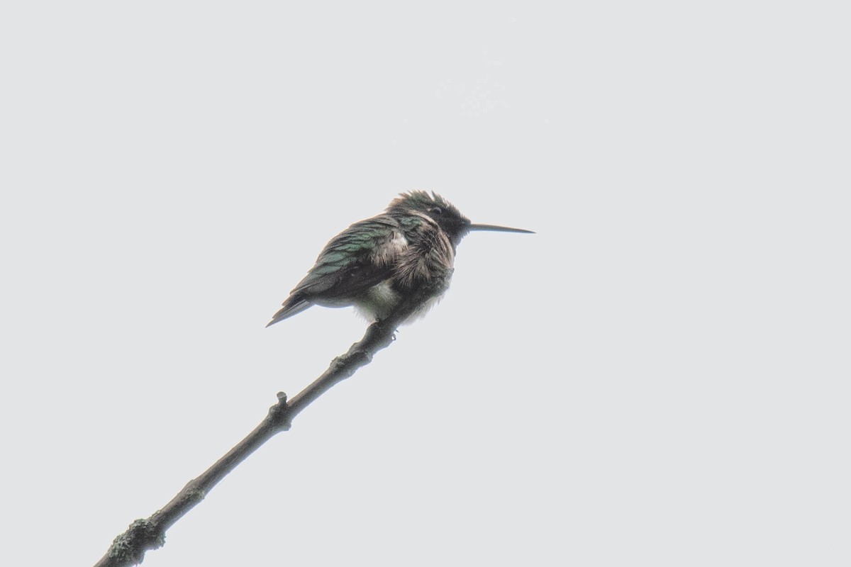 Ruby-throated Hummingbird - ML620539704