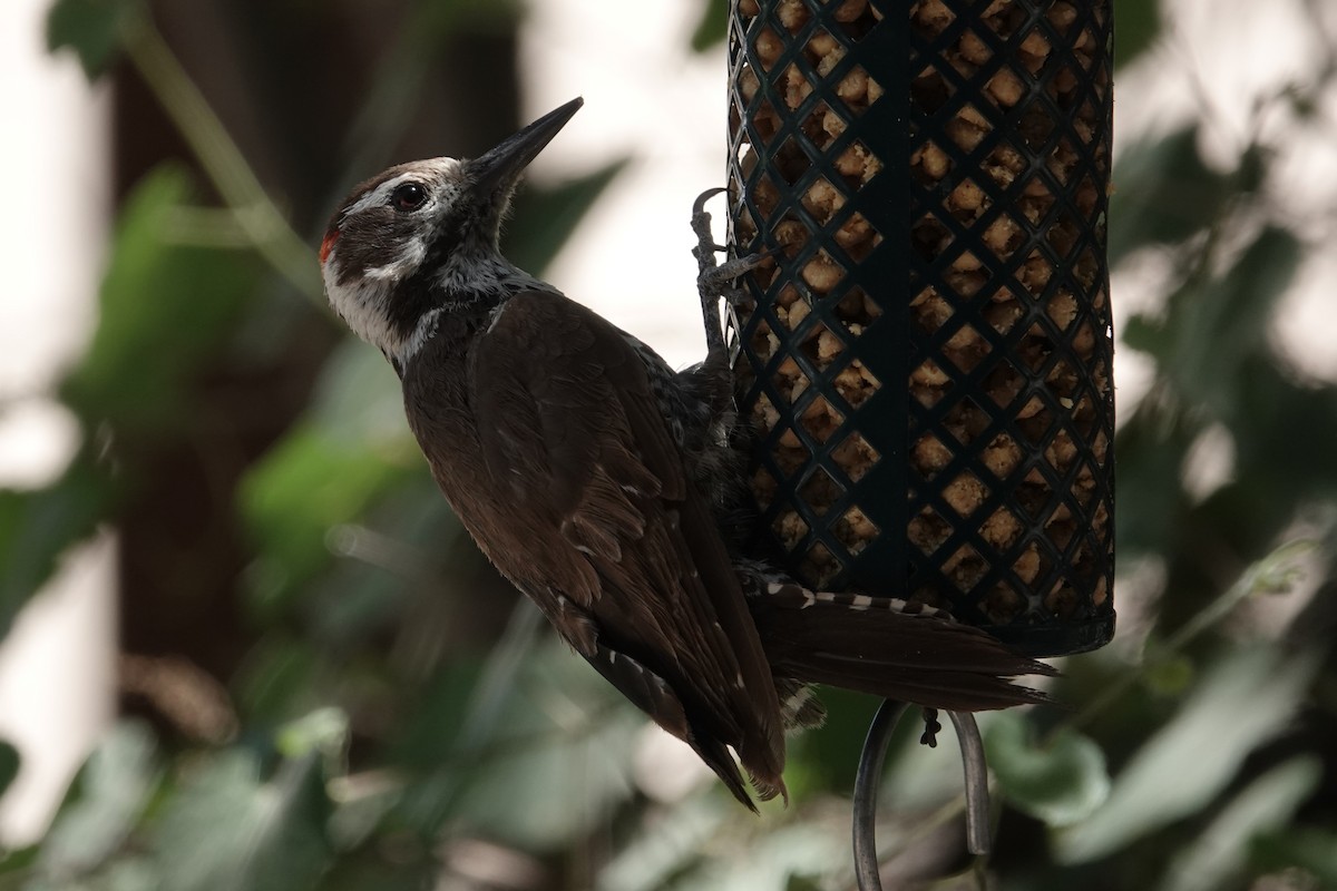 Arizona Woodpecker - ML620539708