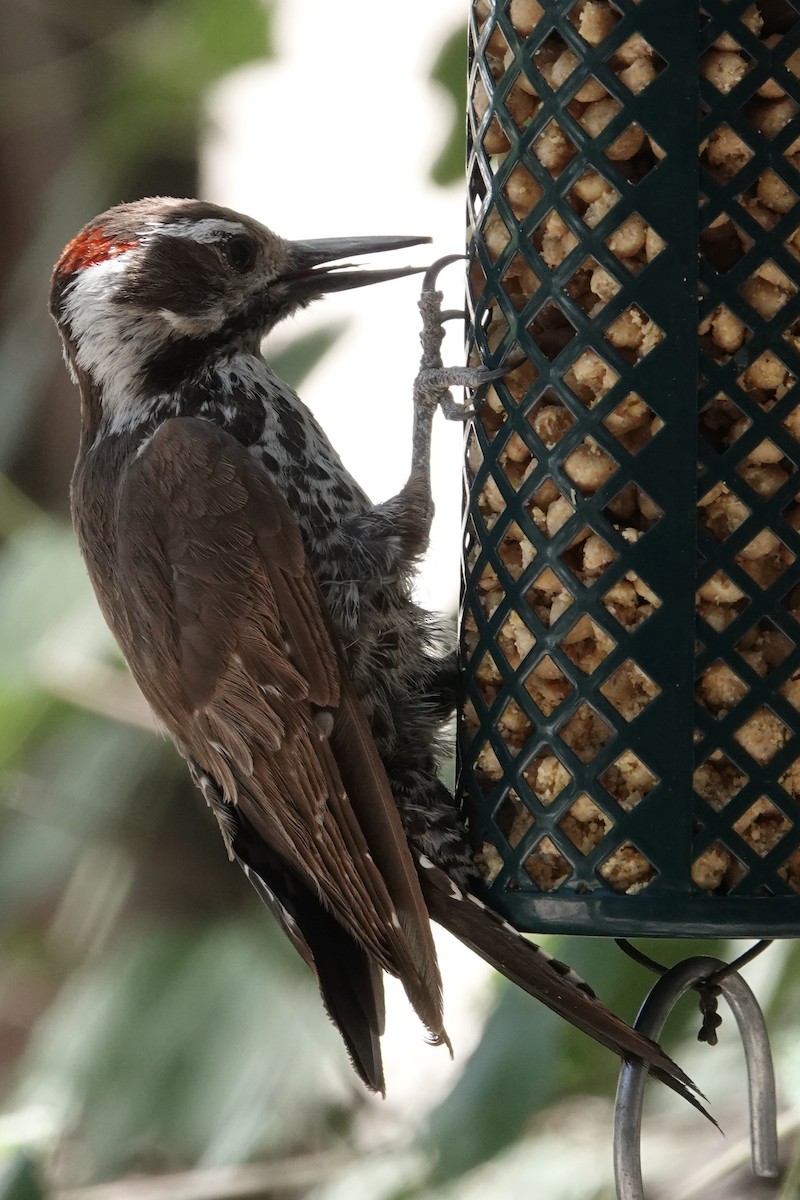 Arizona Woodpecker - ML620539709