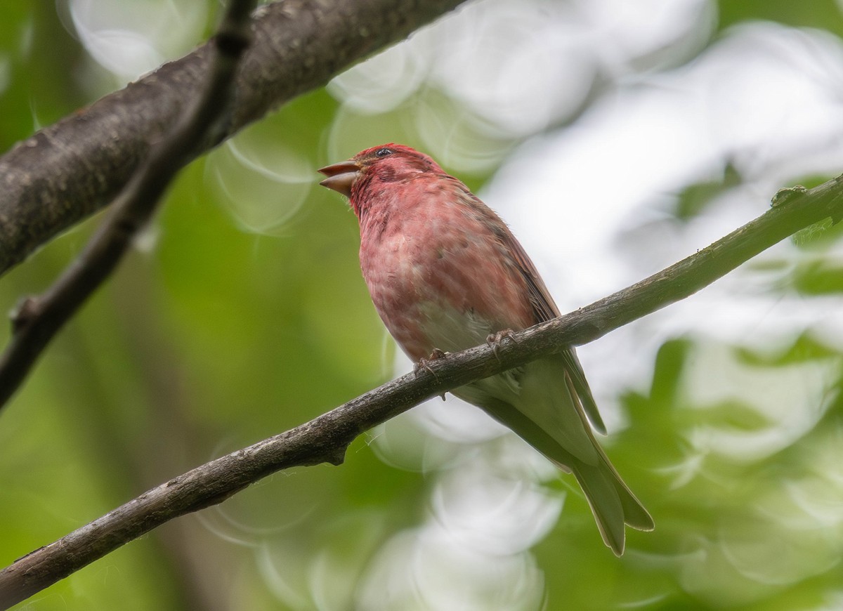 Purple Finch - ML620539711