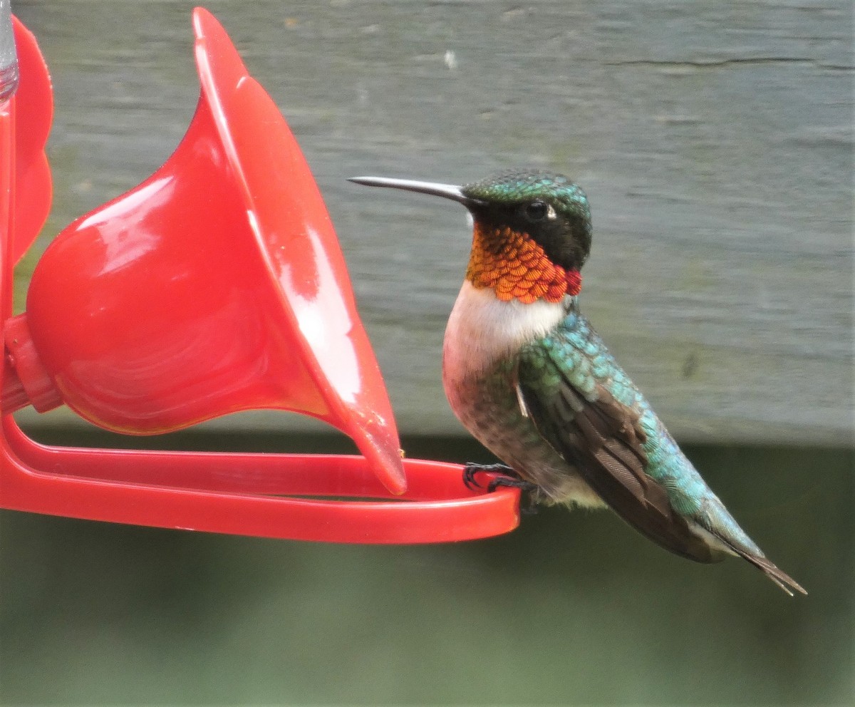 Ruby-throated Hummingbird - ML620539712