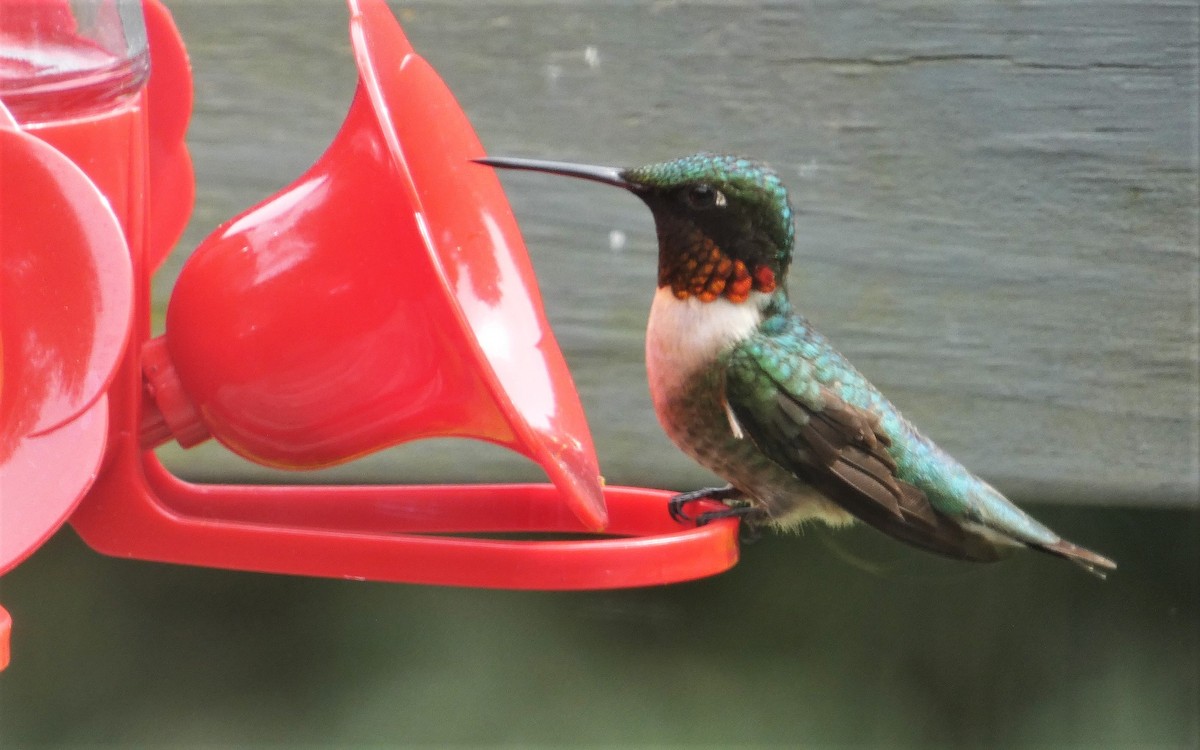 Ruby-throated Hummingbird - ML620539714