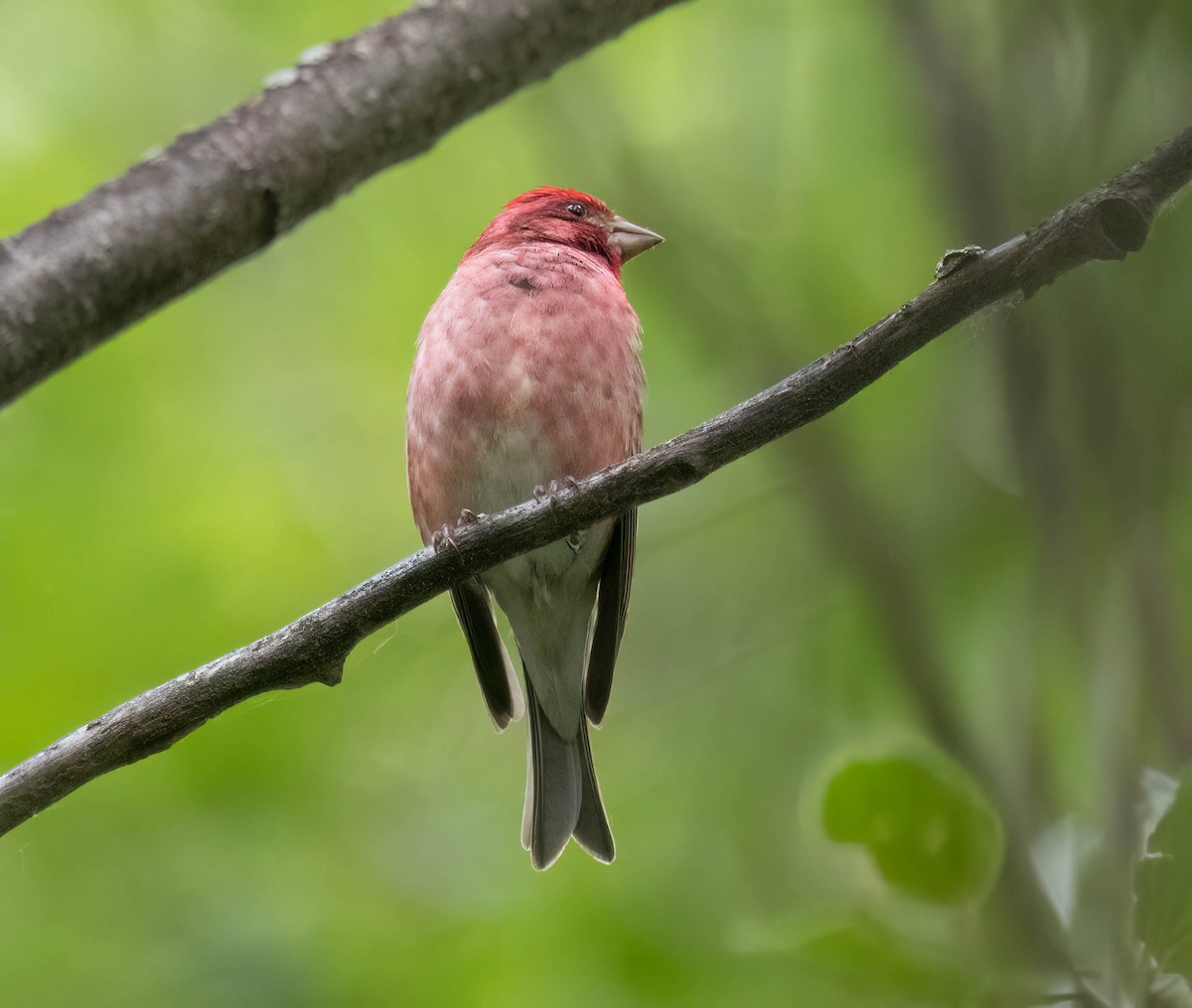 Purple Finch - ML620539716