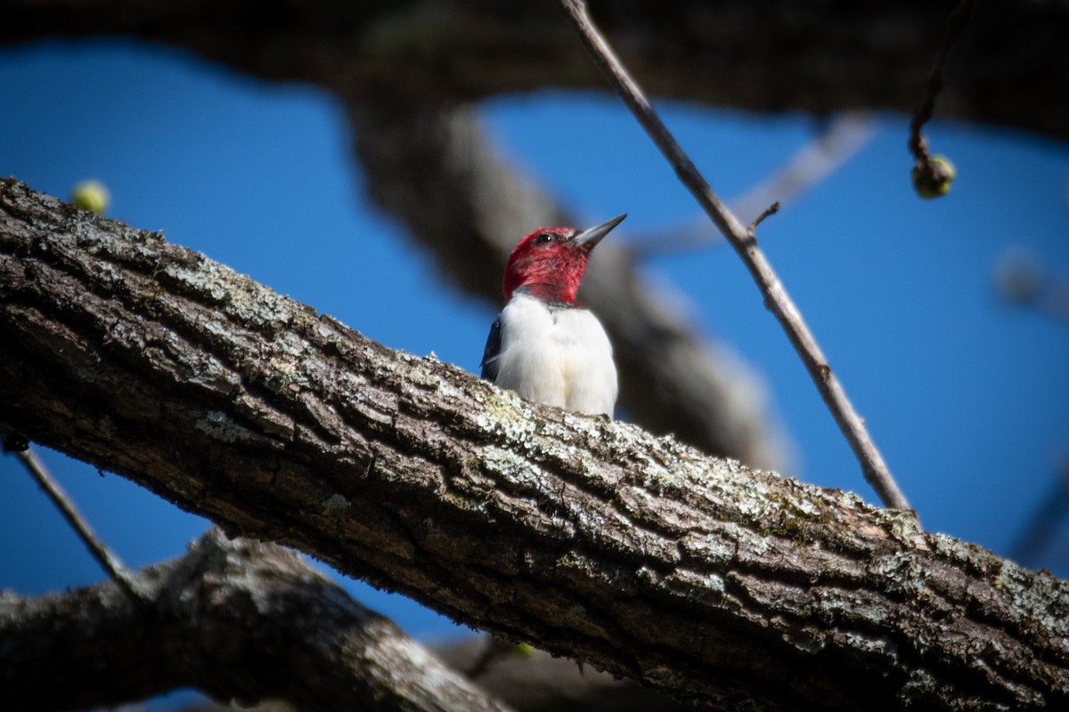 Red-headed Woodpecker - ML620539722